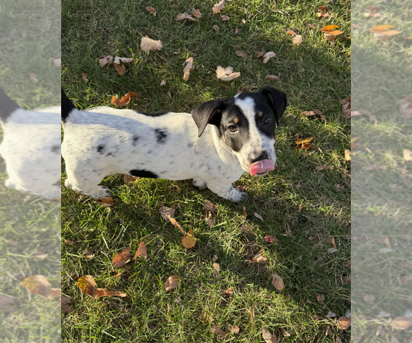 Medium Photo #3 Jack Russell Terrier-Unknown Mix Puppy For Sale in Rockville, MD, USA