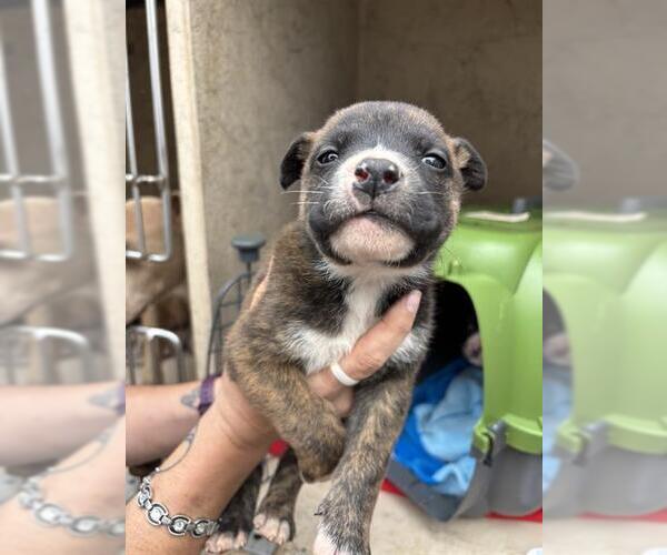 Medium Photo #1 American Pit Bull Terrier-Siberian Husky Mix Puppy For Sale in Oklahoma City, OK, USA