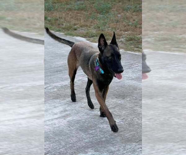 Medium Photo #6 Mutt Puppy For Sale in Imlay City, MI, USA