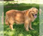 Small Photo #1 Golden Retriever Puppy For Sale in NEWPORT, PA, USA