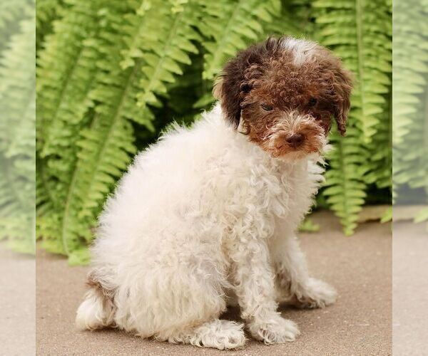 Medium Photo #3 Poodle (Miniature) Puppy For Sale in GORDONVILLE, PA, USA