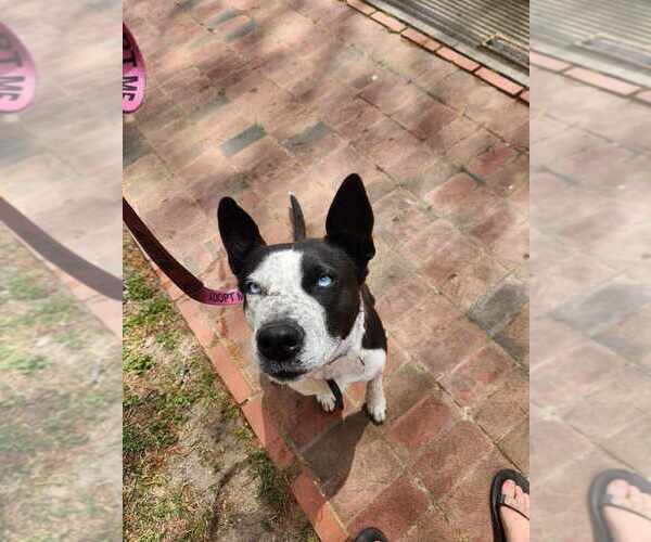 Medium Photo #7 Mutt Puppy For Sale in garner, NC, USA