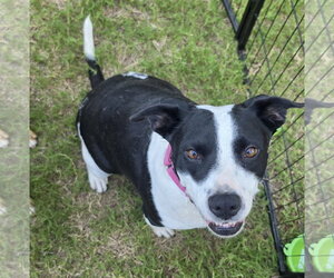 American Pit Bull Terrier-American Staffordshire Terrier Mix Dogs for adoption in Blacksburg, SC, USA