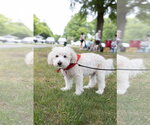 Small #1 Maltipoo (Miniature)