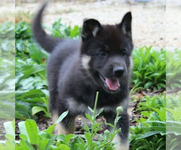 Medium Photo #12 German Shepherd Dog-Siberian Husky Mix Puppy For Sale in OTTAWA, KS, USA