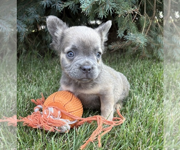 Medium Photo #2 French Bulldog Puppy For Sale in MIDDLEBURY, IN, USA
