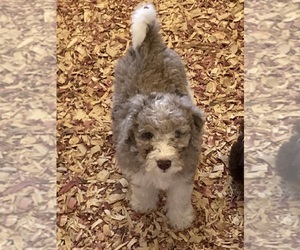 Aussiedoodle Miniature  Puppy for sale in BROOKSVILLE, FL, USA