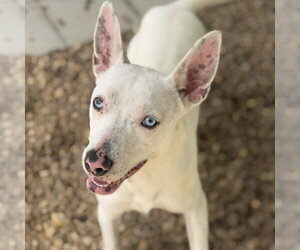 Sugar  Lower Fee! - Female Mutt Dog for Adoption - Photo #3