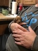 Small Photo #3 Goldendoodle (Miniature) Puppy For Sale in SCOTTSBORO, AL, USA