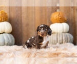 Small Photo #8 Dachshund Puppy For Sale in WARSAW, IN, USA