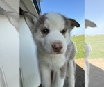 Small Photo #12 Siberian Husky Puppy For Sale in IOWA, LA, USA