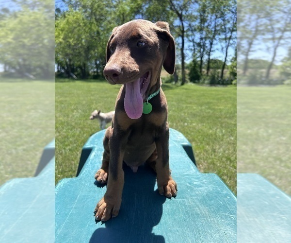 Medium Photo #11 Doberman Pinscher Puppy For Sale in BROOKFIELD, MO, USA