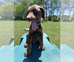 Small #10 Doberman Pinscher