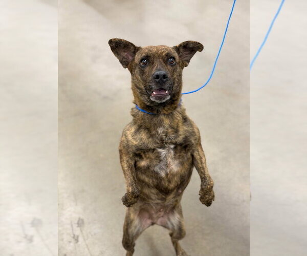 Medium Photo #3 Mutt Puppy For Sale in Canton, CT, USA