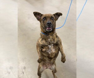 Kira Flor - Female Mutt Dog for Adoption - Photo #3