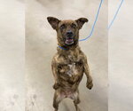 Small Photo #3 Mutt Puppy For Sale in Canton, CT, USA