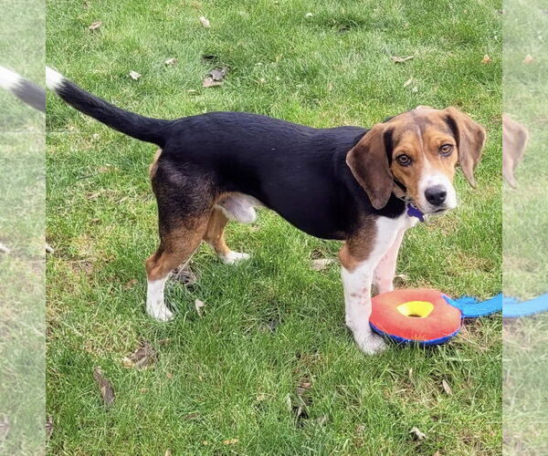 Medium Photo #2 Beagle Puppy For Sale in Batavia, OH, USA