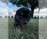 Small Photo #7 Australian Shepherd Puppy For Sale in LEBANON, IN, USA