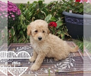 Goldendoodle (Miniature) Puppy for sale in ARTHUR, IL, USA