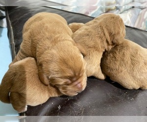 Labradoodle Puppy for sale in THREE FORKS, MT, USA