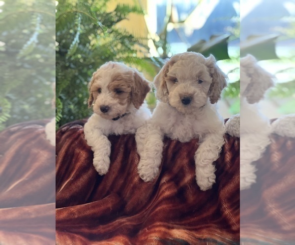 Medium Photo #3 Goldendoodle (Miniature) Puppy For Sale in LEWISBURG, PA, USA
