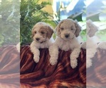 Small Photo #3 Goldendoodle (Miniature) Puppy For Sale in LEWISBURG, PA, USA