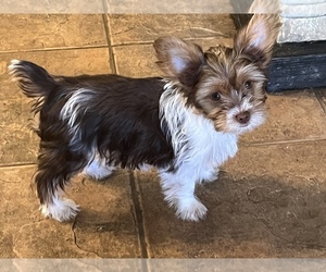 Yorkshire Terrier Puppy for sale in PORT CRANE, NY, USA