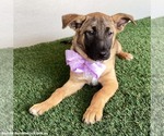 Small #1 German Shepherd Dog Mix
