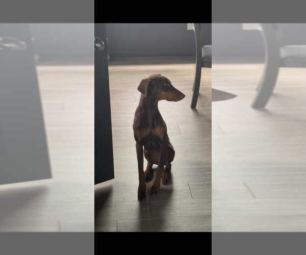 Medium Photo #6 Doberman Pinscher Puppy For Sale in SPRING, TX, USA