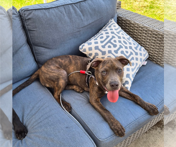 Medium Photo #9 American Pit Bull Terrier-Unknown Mix Puppy For Sale in Holly Springs, NC, USA