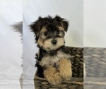 Small Photo #2 Morkie Puppy For Sale in CORNERSVILLE, TN, USA