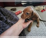 Puppy Caramel Dachshund