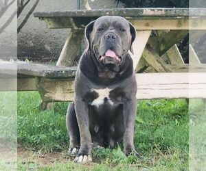 Mother of the Cane Corso puppies born on 06/03/2025