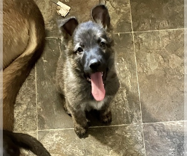 Medium Photo #1 German Shepherd Dog Puppy For Sale in WOLVERINE, MI, USA
