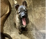 Small Photo #1 German Shepherd Dog Puppy For Sale in WOLVERINE, MI, USA