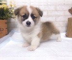 Small Photo #4 Pembroke Welsh Corgi Puppy For Sale in NEW YORK, NY, USA