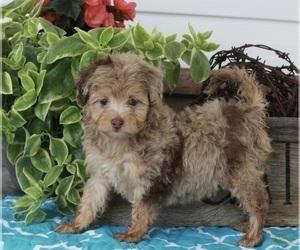 Miniature American Shepherd-Poodle (Miniature) Mix Puppy for sale in FREDERICKSBURG, OH, USA