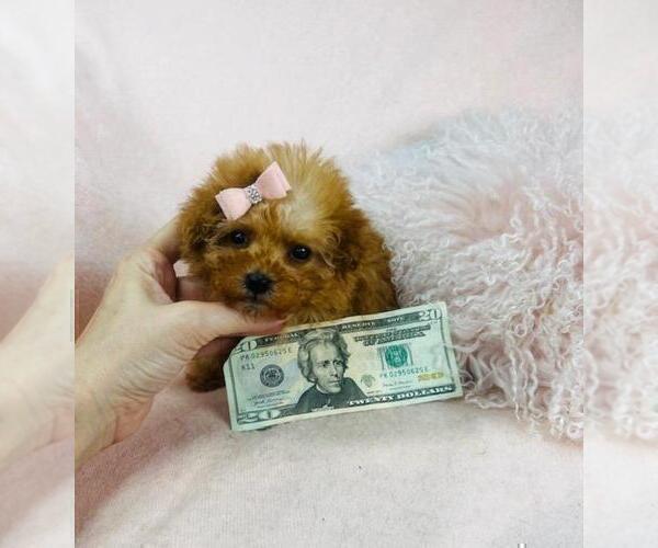 Medium Photo #16 Poodle (Toy) Puppy For Sale in DELRAY BEACH, FL, USA