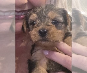 Yorkshire Terrier Puppy for sale in ALEXANDER CITY, AL, USA