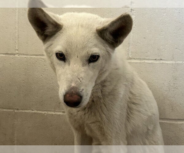 Medium Photo #1 Siberian Husky Puppy For Sale in San Bernardino, CA, USA