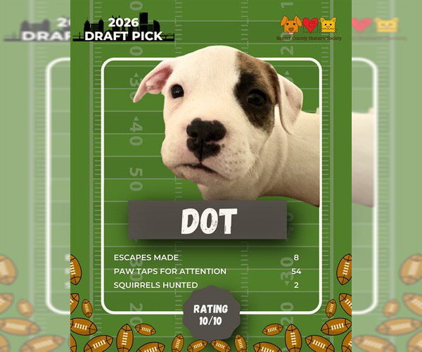 Medium Photo #1 German Shepherd Dog-Unknown Mix Puppy For Sale in Center Township, PA, USA