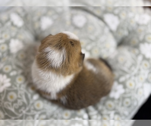 Medium Photo #14 Pembroke Welsh Corgi Puppy For Sale in GRAND RAPIDS, MI, USA