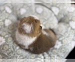 Small #13 Pembroke Welsh Corgi