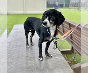Cheagle Dogs for adoption in Camarillo, CA, USA