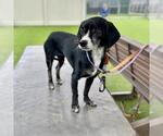 BETTY BOO - Female Cheagle Dog for Adoption - Small photo
