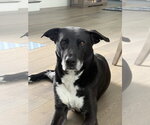 Small #1 Labrador Retriever Mix