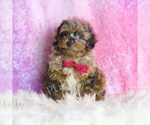 Poodle (Toy) Puppy for sale in WARSAW, IN, USA