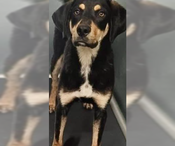 Medium Photo #3 Mutt Puppy For Sale in Brewster, NY, USA