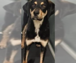 Small #2 Mutt