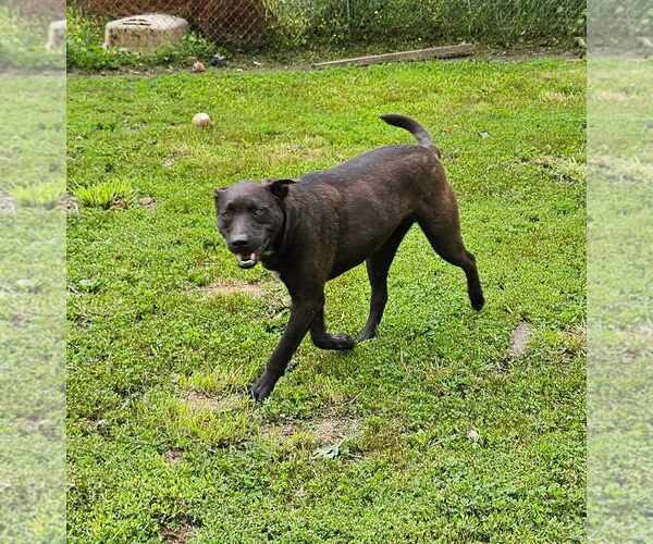 Medium Photo #3 Labrador Retriever Puppy For Sale in Tracy City, TN, USA
